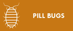 Pill-bugs