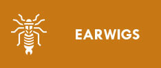 earwigs