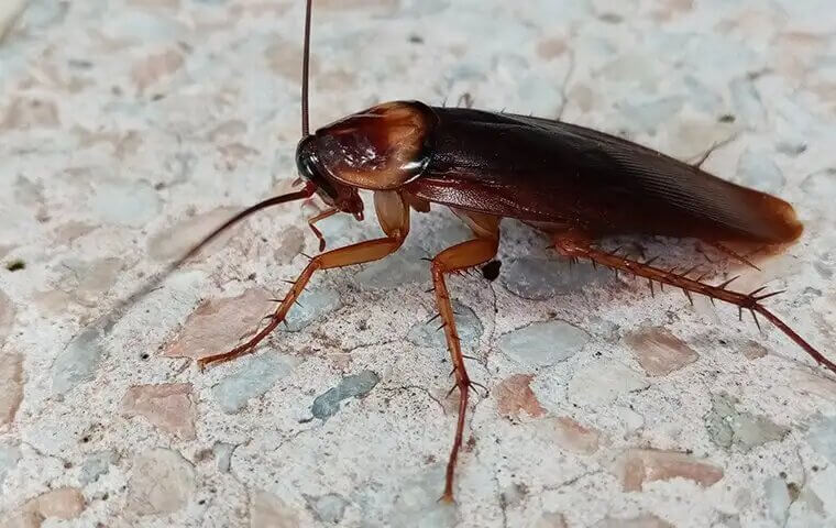 anthem-pest-library-cockroach
